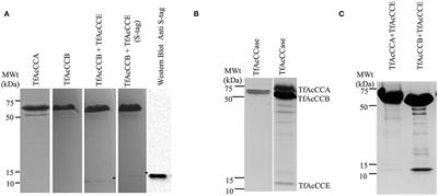 Kinetic, Structural, and Mutational Analysis of Acyl-CoA Carboxylase From Thermobifida fusca YX